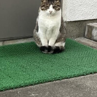 招き猫？🐈