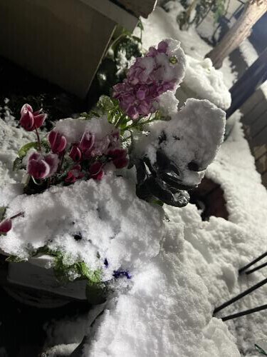 寒さが続きますね。