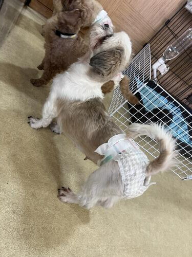 私よりオヤツ。