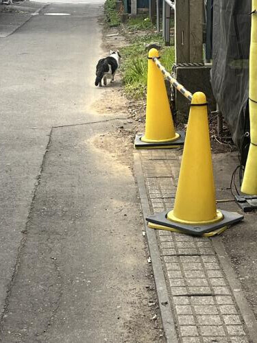 賢く生き渡る。