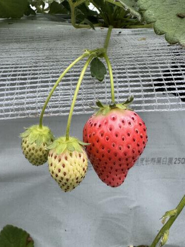 いちご狩り🍓