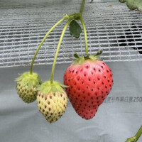 いちご狩り🍓