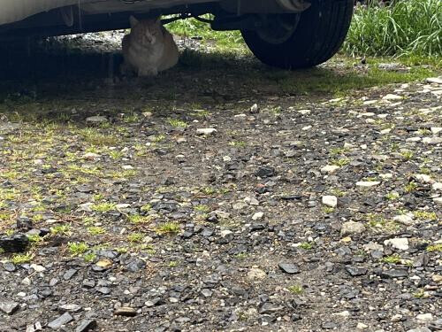 🐈雨宿り。