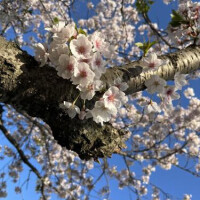 じゅんな