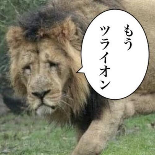 ごめんなさい…🥲