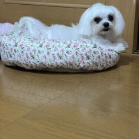 じゅんな