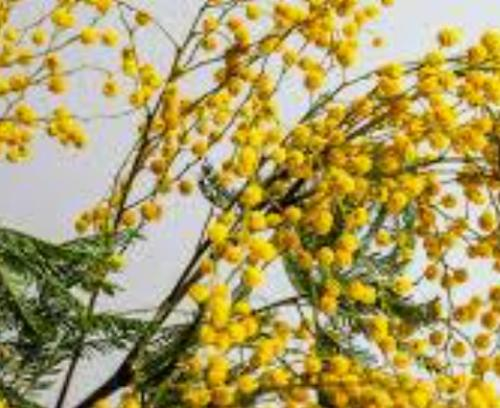 ミモザの花