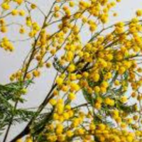 ミモザの花