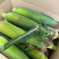 朝取れコーン🌽