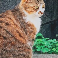 ひなた