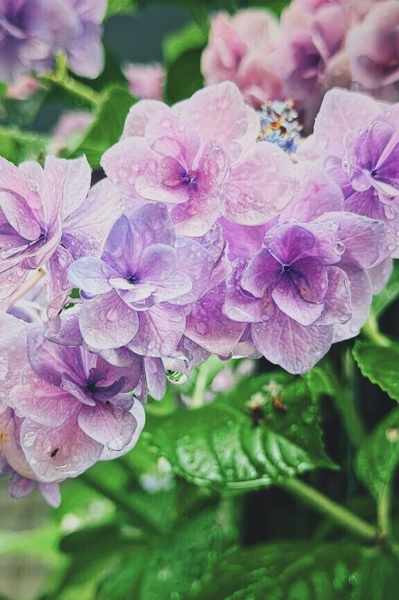 この世で最も形なき宝石をまとった紫陽花の