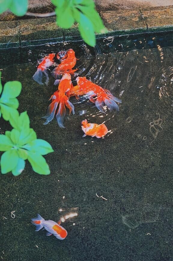 金魚