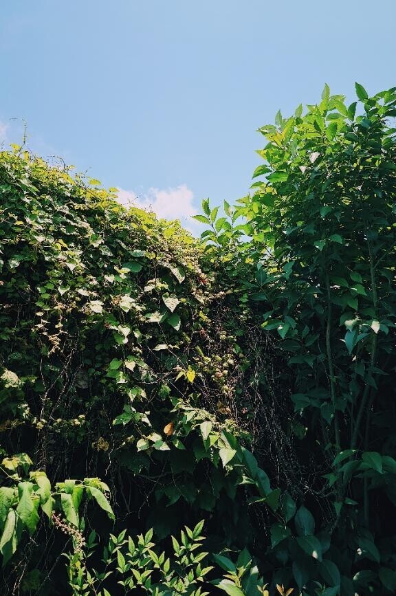 あなたの夏はどこから？