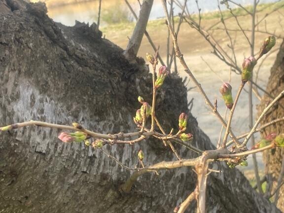 桜と鼻炎