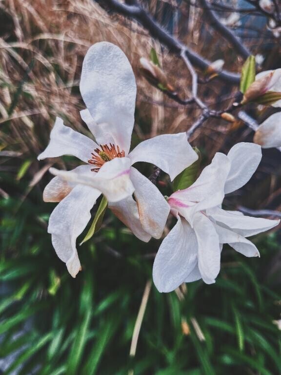 木蓮。
