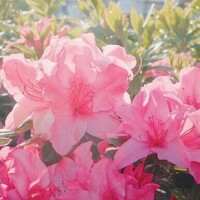 ひなた