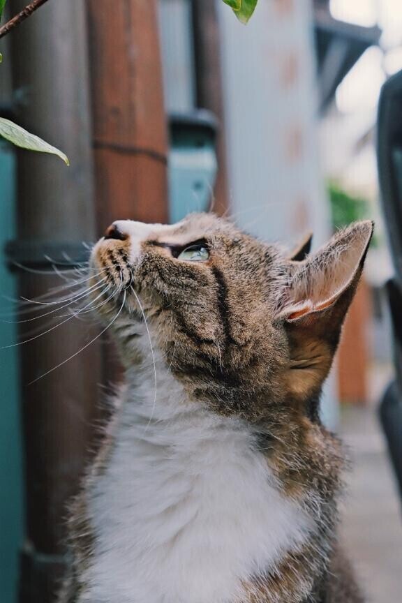 はいかわいい