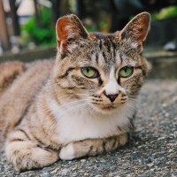 ひなた