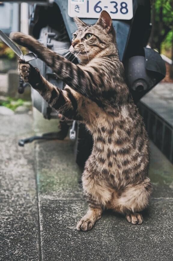 同一猫物