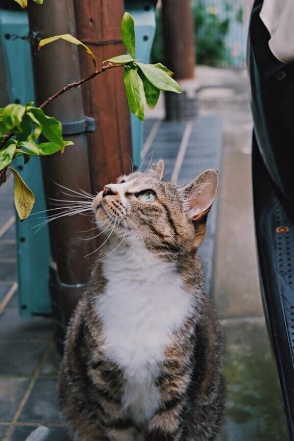 いちにちいちねっこ