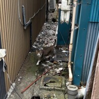 まお