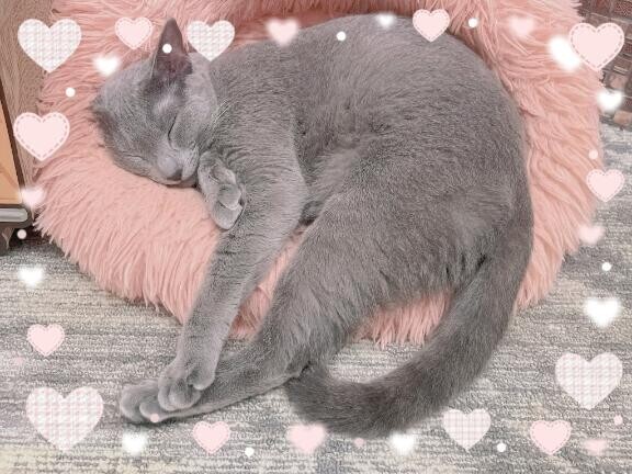 予定の変更|*･ω･)ﾁﾗｯ