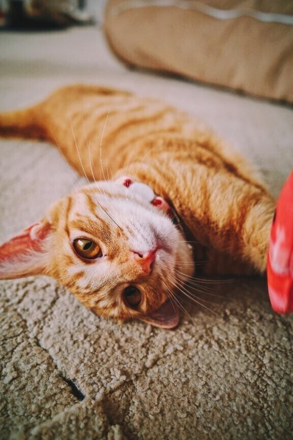 海老で猫を釣る。
