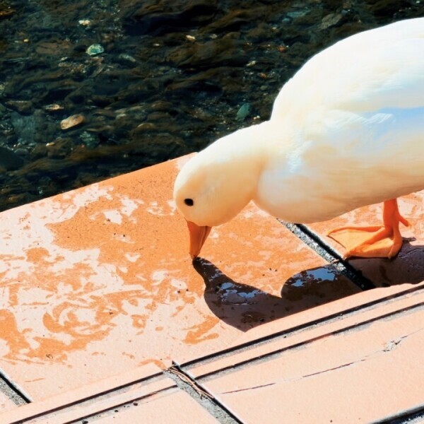 鳩に続きまして