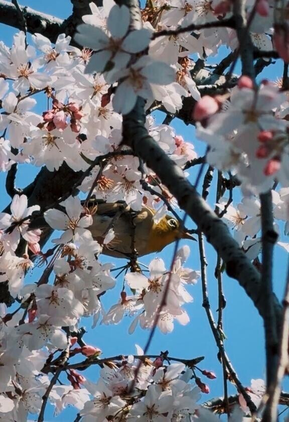 アヒルに続きまして