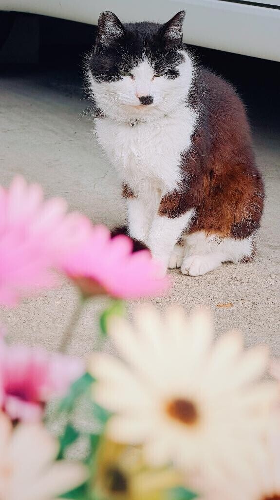 吾輩は猫である