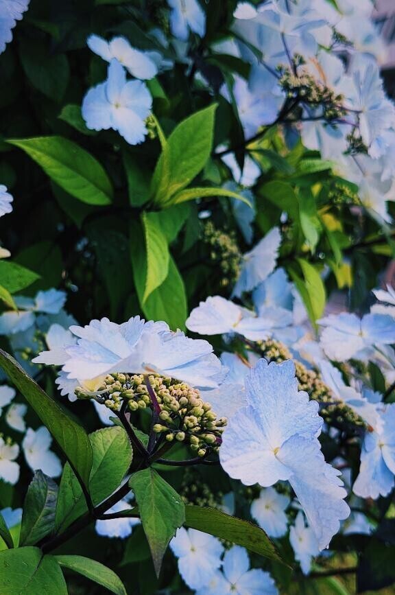 開花する青