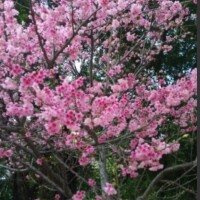 あいこ