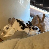 ??といれと