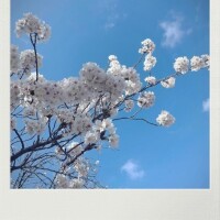 チェリーブロッサム?