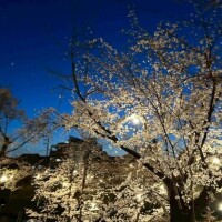予定は未定