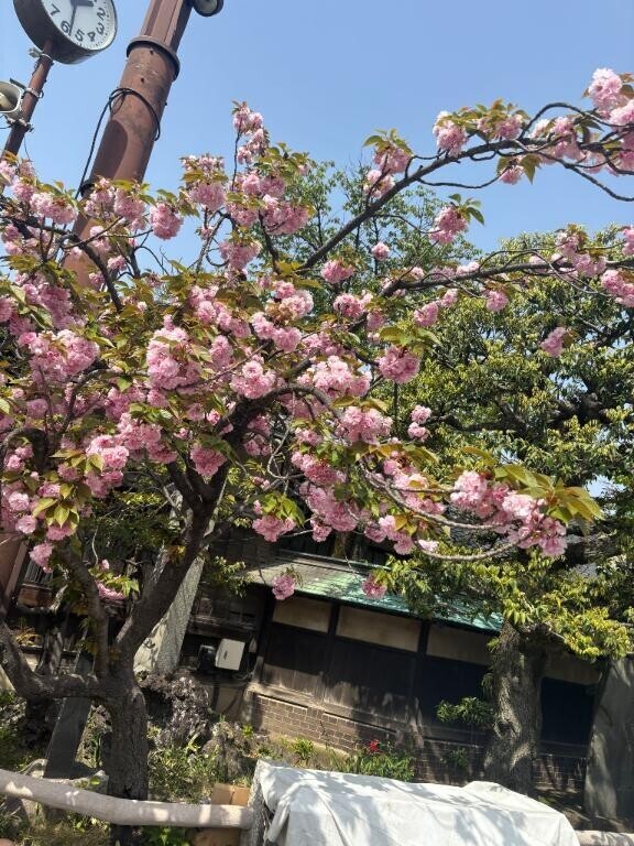 ブラブラ