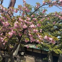 ブラブラ