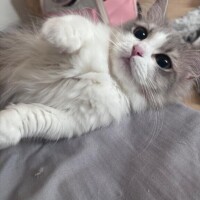 愛猫添えとくわ?