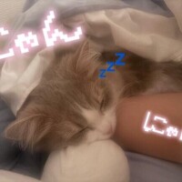 うちのにゃんこ?