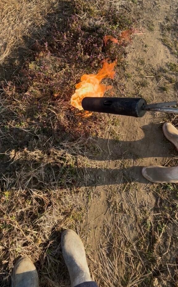 今日おとー休みだってー