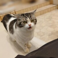 くりそつである。