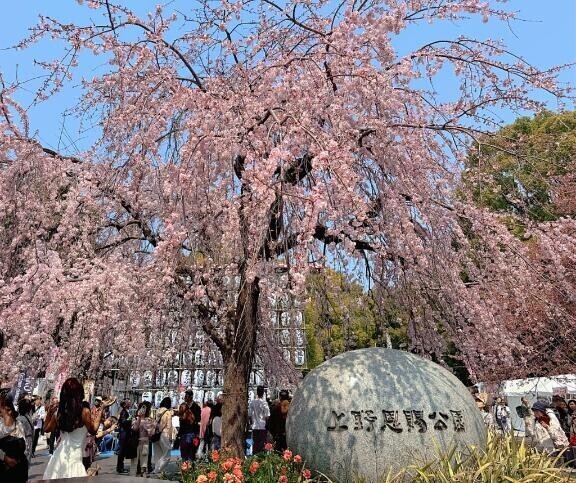 お花見してきました～?