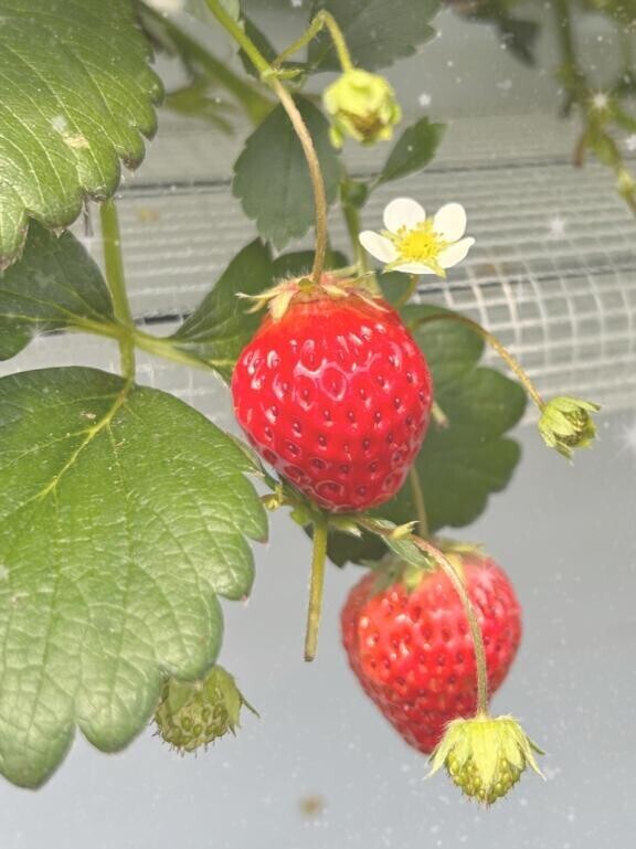 いちご狩り?