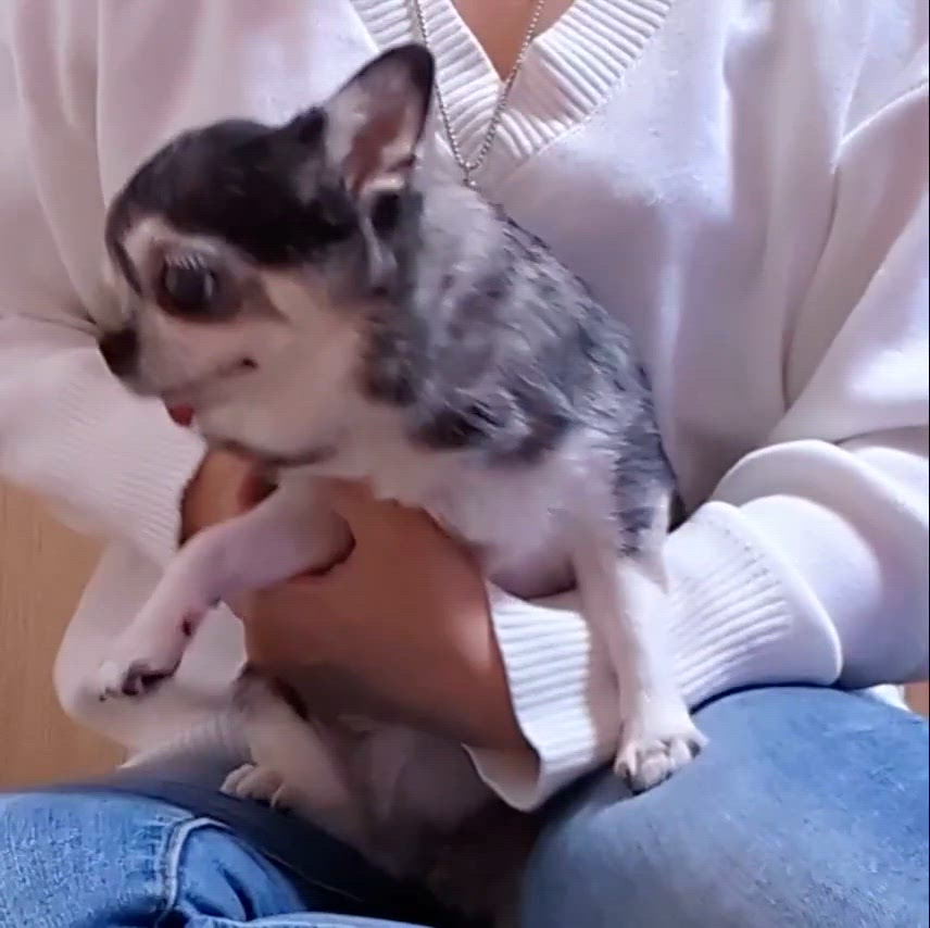 我が家のわんこ
