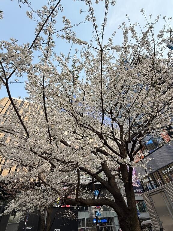 さくらひらひら?