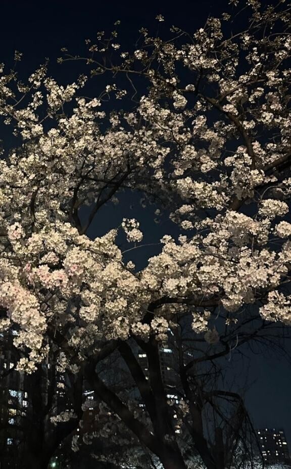 桜が降る夜は?