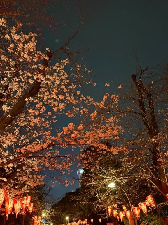 お花見?