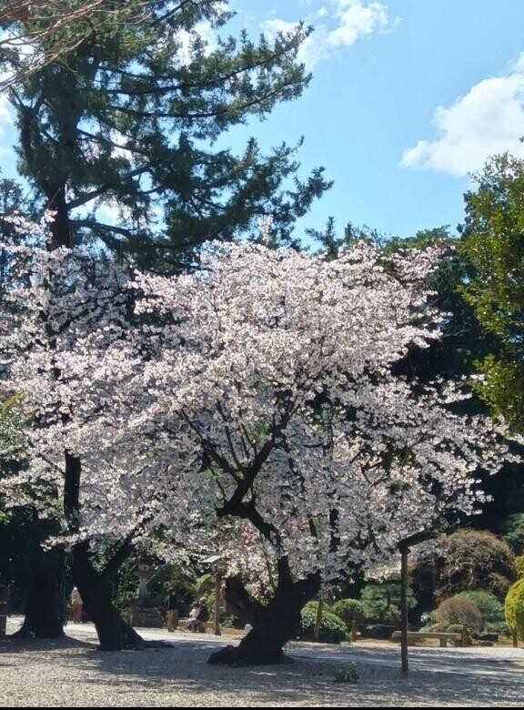 桜・私・暫く・クビじゃなく，古株