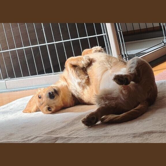 おっはよん