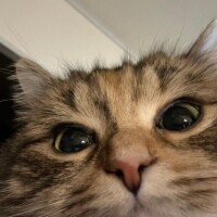 まき